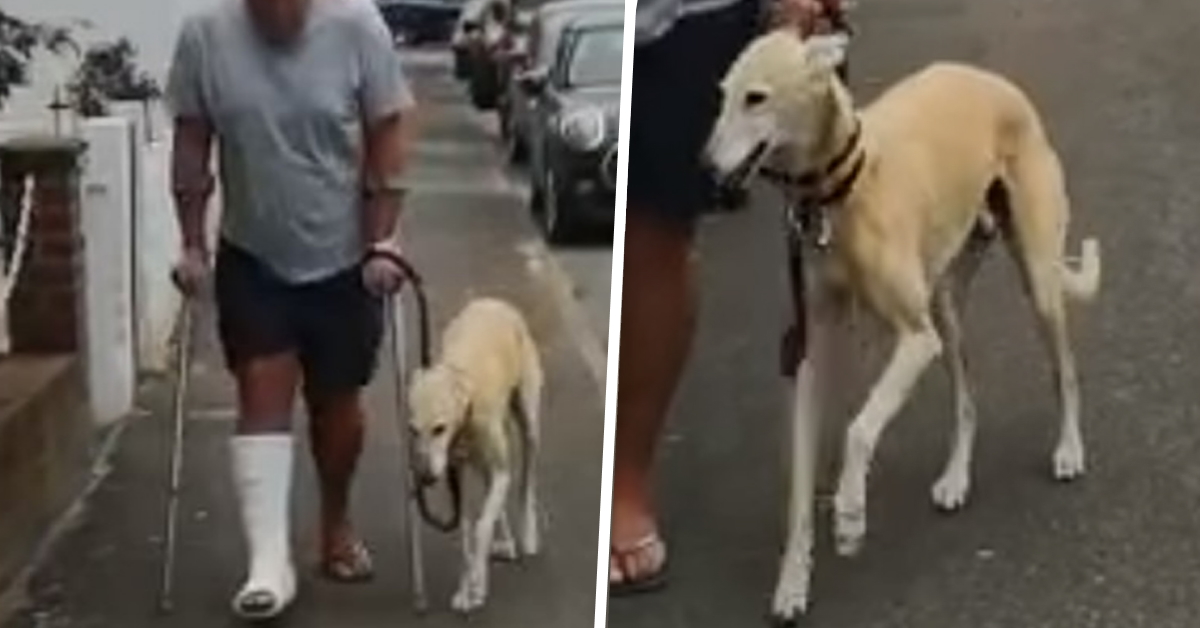 Spende 350€ per curare il suo cane zoppicante, ma poi scopre che lo stava solo imitando