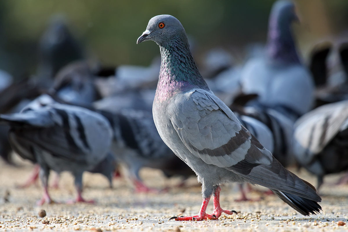 Uomo dà da mangiare ai piccioni e viene picchiato:” “Smetti, portano malattie”