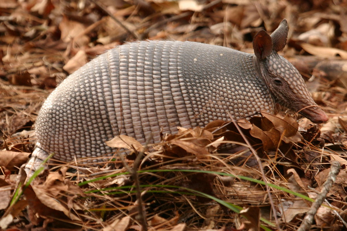 Spara a un armadillo ma… il proiettile rimbalza sulla sua corazza e lo colpisce alla testa